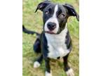Adopt Lucy a Black Boxer / Labrador Retriever / Mixed dog in Anderson