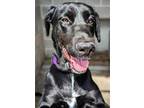 Adopt Matilda a Black Labrador Retriever / Mixed dog in DOWNERS GROVE