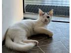 Adopt Feta a White Domestic Longhair / Domestic Shorthair / Mixed cat in