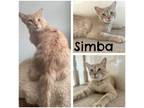 Adopt Simba a Tan or Fawn Tabby Domestic Shorthair (short coat) cat in