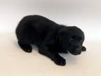 Adopt WINNIE a Black - with White Labrador Retriever / Mixed dog in St.