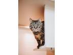73363A Lacie-Pounce Cat Cafe Domestic Shorthair Adult Female