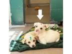 Adopt Nilla a Labrador Retriever, Mixed Breed