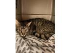 Austin Domestic Shorthair Young Male