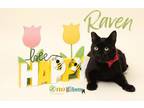 Raven Domestic Shorthair Young Female