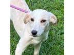 Adopt Maxy a White - with Tan, Yellow or Fawn Retriever (Unknown Type) / Terrier