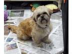 Adopt Rexie a Shih Tzu