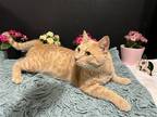 Adopt Rocky a Orange or Red Domestic Shorthair / Mixed (short coat) cat in