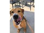 Adopt Emory a Brown/Chocolate - with White Labrador Retriever / Mixed Breed