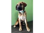 Adopt Twiglet a Great Dane, Mixed Breed