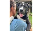 Adopt Avett a Black - with White Labrador Retriever / Mixed Breed (Medium) /