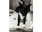 Adopt Ruth a All Black Domestic Shorthair / Domestic Shorthair / Mixed cat in