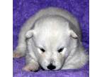 Alaskan Malamute Puppy for sale in Sebastian, FL, USA