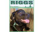 Adopt Riggs a Labrador Retriever / Mixed dog in Mena, AR (39054849)