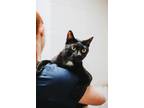 73365A Ricky-Pounce Cat Cafe Domestic Shorthair Adult Male