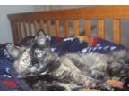 Adopt Murphy a All Black Domestic Shorthair / Domestic Shorthair / Mixed cat in