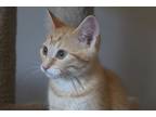 Adopt Winni (with Cali) a Orange or Red Domestic Shorthair / Domestic Shorthair