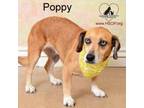 Adopt Poppy a Basset Hound