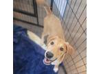 Adopt Robby a Tan/Yellow/Fawn Mixed Breed (Large) / Mixed dog in Dallas
