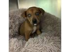 Adopt Winry a Mixed Breed