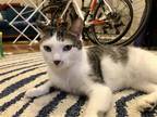 Adopt Baby Girl, Hugable & Lovable a White (Mostly) Domestic Shorthair / Mixed