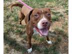 Adopt Chili a Mixed Breed (Large) / Mixed dog in Wilmington, DE (39162424)