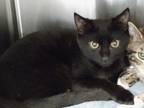Adopt Binx a All Black Domestic Shorthair / Domestic Shorthair / Mixed cat in