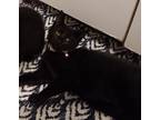 Adopt Squirrel 4513 a All Black Domestic Shorthair / Mixed cat in Dallas