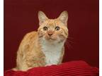 Adopt Chavelle a Orange or Red (Mostly) Domestic Shorthair / Mixed cat in Parma