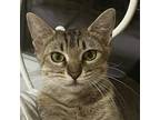 Adopt Tawny a Brown Tabby Domestic Shorthair / Mixed (short coat) cat in