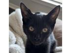 Adopt Roxie a All Black Domestic Shorthair / Mixed cat in Drippings Springs