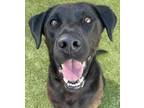 Adopt Archer a Black Labrador Retriever / Mixed dog in Wenatchee, WA (39162307)