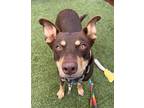 Adopt Tawny a Brown/Chocolate Australian Cattle Dog / Mixed dog in Eugene