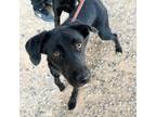Adopt Mia a Black Border Terrier / Mixed dog in El Paso, TX (39007003)