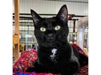 Adopt Squeakers a Domestic Short Hair