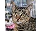 Adopt Nutmeg a Domestic Short Hair