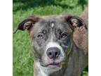 Adopt Puckett a Gray/Silver/Salt & Pepper - with Black Weimaraner / American