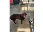 Adopt Tamara a Brown/Chocolate Labrador Retriever / Mixed dog in Wisconsin