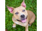Adopt Champagne a Tan/Yellow/Fawn Mixed Breed (Medium) / Mixed dog in