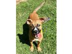 Adopt Harley a Tan/Yellow/Fawn American Pit Bull Terrier / Mixed dog in