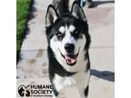 Adopt SHADOW a Black - with White Siberian Husky / Mixed dog in Tucson