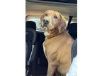 Adopt Nelson a Hound (Unknown Type) / Labrador Retriever / Mixed dog in Uwchlan