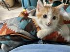 Adopt Tiger Lily a Orange or Red (Mostly) Domestic Mediumhair / Mixed (medium