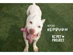 Adopt Hepburn a Pit Bull Terrier, Mixed Breed