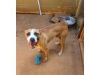 Adopt Sheldon a Boxer / Mixed dog in Athens, AL (39049597)