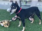 Adopt Roscoe a Black - with Tan, Yellow or Fawn Miniature Pinscher / Mixed dog