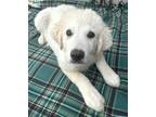 Adopt Jonathan a White Great Pyrenees / Mixed dog in Wenatchee, WA (39055945)