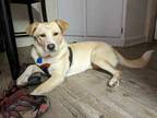 Adopt Daisy a Tan/Yellow/Fawn Mixed Breed (Medium) / Mixed dog in Farmington
