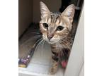 Adopt Melody a Brown or Chocolate Domestic Shorthair / Domestic Shorthair /