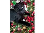Adopt Ninja a All Black Domestic Shorthair / Domestic Shorthair / Mixed cat in